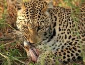 leopard-carnivore-kill-raptor-496381.jpg