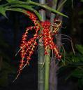 seeds-plant-palm-tree-palm-tree-621861.jpg