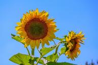 sunflower-summer-sunshine-1599129.jpg