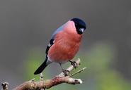 bird-feathers-beak-finch-bull-653922.jpg