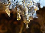 liquid-pitch-tree-gum-tree-wax-57176.jpg