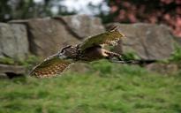 owl-eagle-owl-flight-raptor-bird-688020.jpg