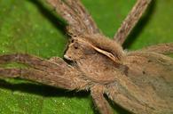 spider-insect-predator-araneae-755175.jpg