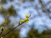 pussy-willow-spring-tree-nature-1312258.jpg