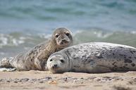 Seals pair male and female.jpg