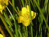 buttercup-garden-plant-1006940.jpg