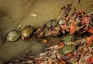 turtles-red-eared-slider-amphibious-204710.jpg