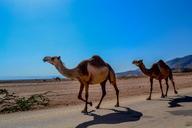 camel-animal-salalah-oman-arabian-468096.jpg