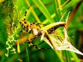 spider-tiger-spider-wasp-spider-1605574.jpg