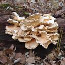 fungus-mushrooms-nature-science-69787.jpg