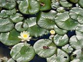 lily-leaf-lake-water-green-white-508132.jpg