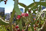 cactus-flower-desert-flora-spike-98323.jpg