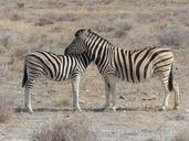 zebras-safari-etosha-national-park-517963.jpg