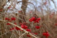 berries-berry-red-bush-red-berry-246949.jpg