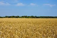 wheat-field-wheat-landscape-golden-317022.jpg