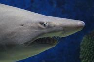 shark-animal-sea-teeth-nature-676568.jpg