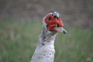 duck-white-animal-bird-beak-634376.jpg