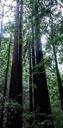 Redwood trees in Portola Redwoods State Park 2.JPG