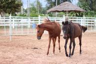 animals-horses-a-pair-of-horses-977477.jpg