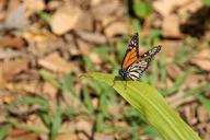 monarch-butterfly-insect-leaf-277768.jpg