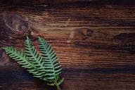 fern-small-fern-green-plant-wood-1250910.jpg