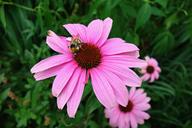 cone-flower-purple-cone-flower-1544447.jpg