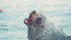 sea-lion-seal-animal-wildlife-828794.jpg