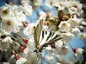 monarch-butterfly-flowers-tree-504559.jpg