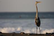 heron-beach-nature-533898.jpg