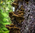 mushroom-fungi-forest-nature-257692.jpg