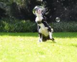 soap-bubbles-dog-672659.jpg