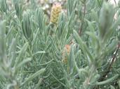 lavender-plant-spices-herb-341931.jpg