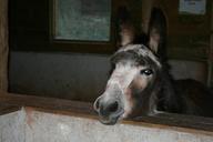 donkey-beast-of-burden-ears-rural-750003.jpg