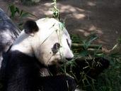 panda-giant-panda-zoo-san-diego-zoo-662045.jpg