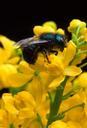 bee-pollen-insect-flower-macro-916484.jpg