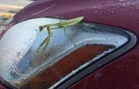 praying-mantis-insect-headlight-986580.jpg