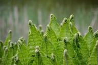 ferns-green-fern-bent-rolled-1655412.jpg