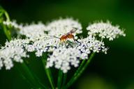 beetle-white-grassland-plants-1437422.jpg