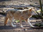 wolf-wild-animal-predator-1227211.jpg