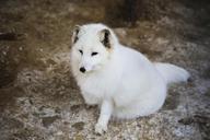 fauna-white-fox-lapland-animal-1233750.jpg