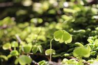 plants-ferns-forest-the-sun-light-584263.jpg