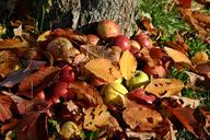 apple-orchard-windfall-autumn-529839.jpg