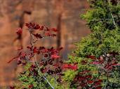 Red leaves in zion national park.jpg