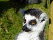 lemur-animal-wildlife-1257350.jpg