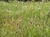 wildflowers-weeds-summer-field-17921.jpg