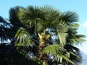 palm-tree-date-palm-shade-tree-357602.jpg