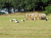 animals-storks-birds-nature-185218.jpg