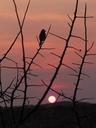 sunset-bird-silhouette-namibia-517946.jpg