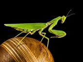 praying-mantis-fishing-locust-green-220985.jpg