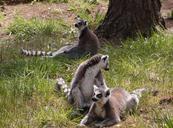 lemur-wildlife-animal-nature-539240.jpg